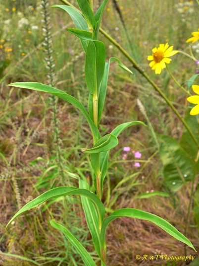 {Solidago riddellii}
